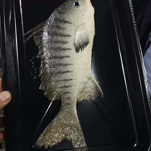 冰鲜鱼真空贴体皮肤包装盒 海鲜产品贴体包装 真空贴体皮肤包装膜  厂家定制