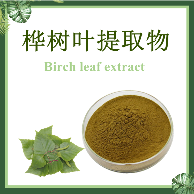 桦树叶提取物10：1 【SC厂家】桦树叶黄酮
