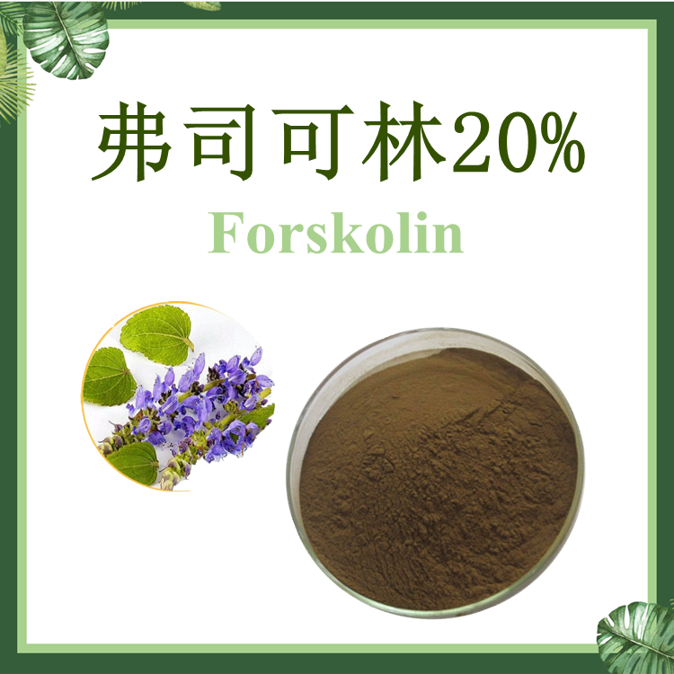 毛喉鞘蕊花提取物 弗斯可林20% 毛喉素 【SC厂家】毛喉鞘蕊花苷