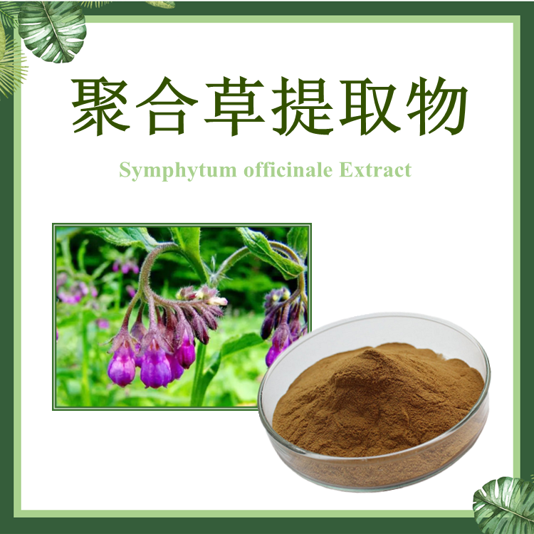 聚合草提取物 10:1 友谊草提取物【SC厂家】聚合草粉