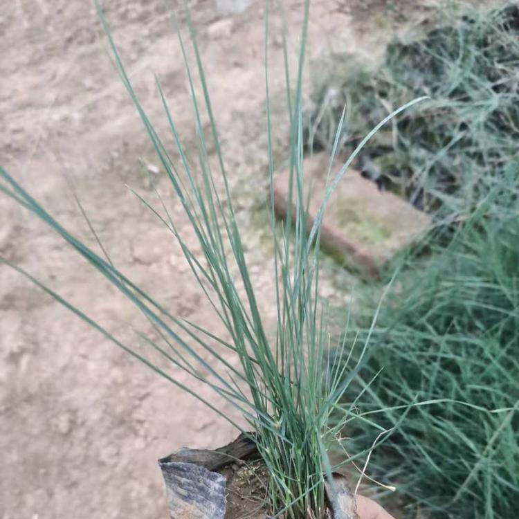 夏秋季观赏草   粉黛乱子草种植基地   耐水湿、耐干旱、耐盐碱