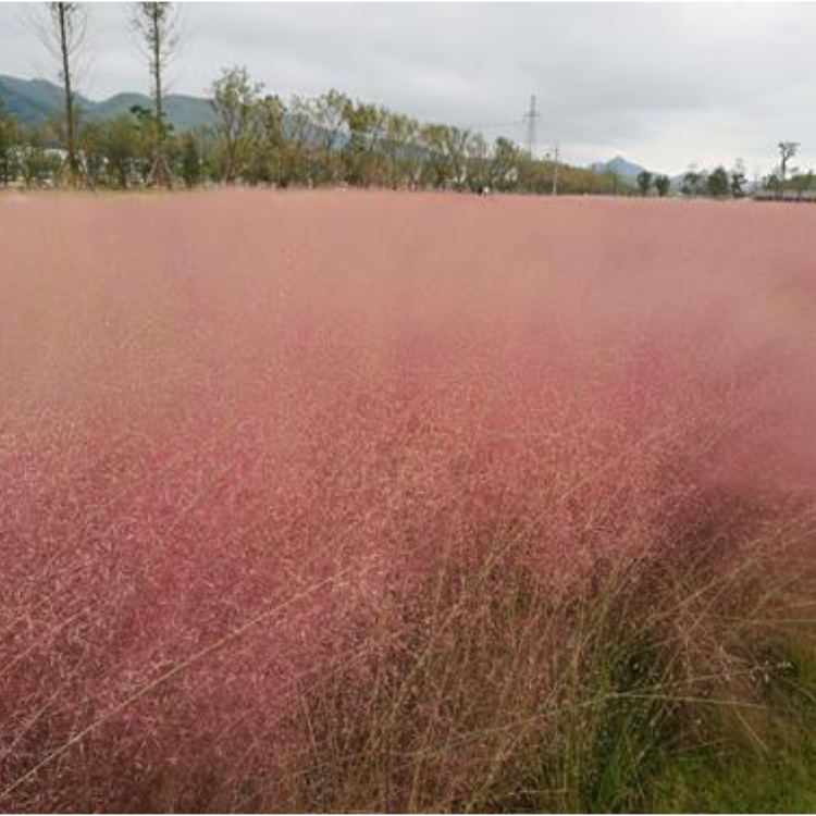 28亩粉色花海打造   粉黛乱子草种植基地   多年生暖季型草本