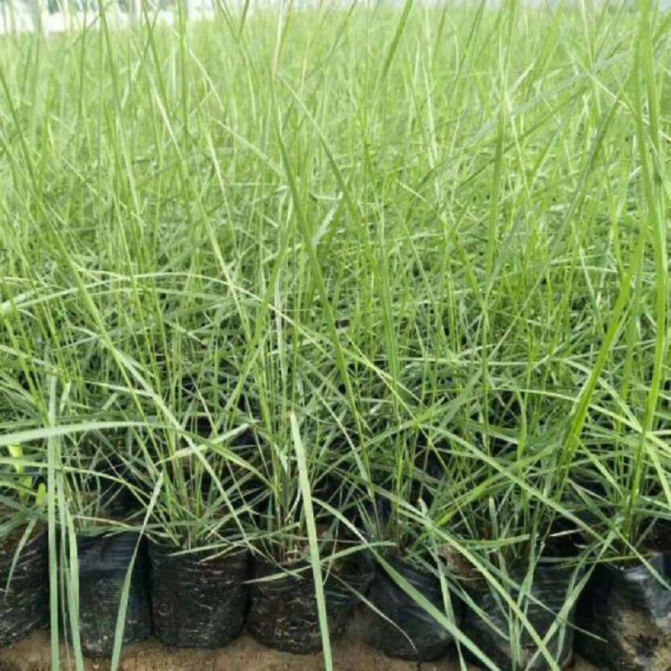 护坡绿化观赏草   粉黛乱子草种植基地   多年生暖季型草本