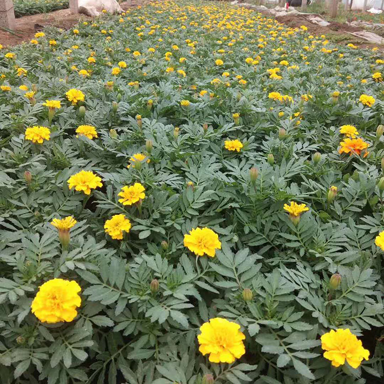 夏秋常用花卉   孔雀草种植基地   长期供应