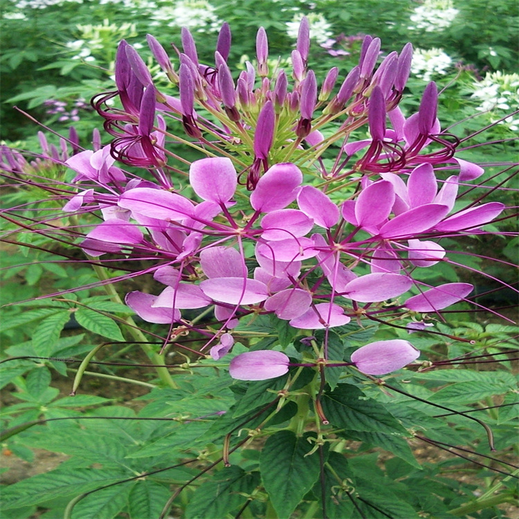 醉蝶花质优价廉上车价 醉蝶花花坛用 江瑞醉蝶花原产地 江瑞