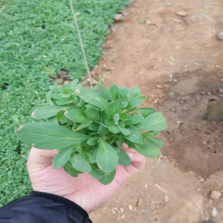 江瑞垂吊牵牛长期供应 垂钓牵牛株型美观 垂吊牵牛提供