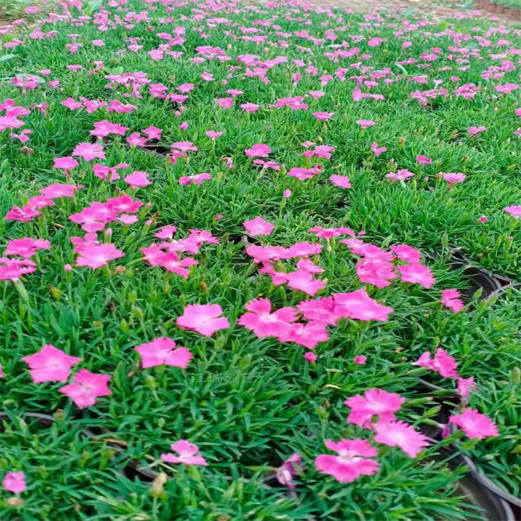 江瑞园艺种植欧石竹 欧石竹高度 欧石竹花箱花卉种植系列 无中间商