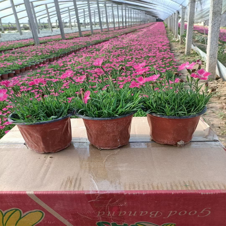 江瑞欧石竹原产地 欧石竹盆栽花卉 欧石竹植株较矮 好管理