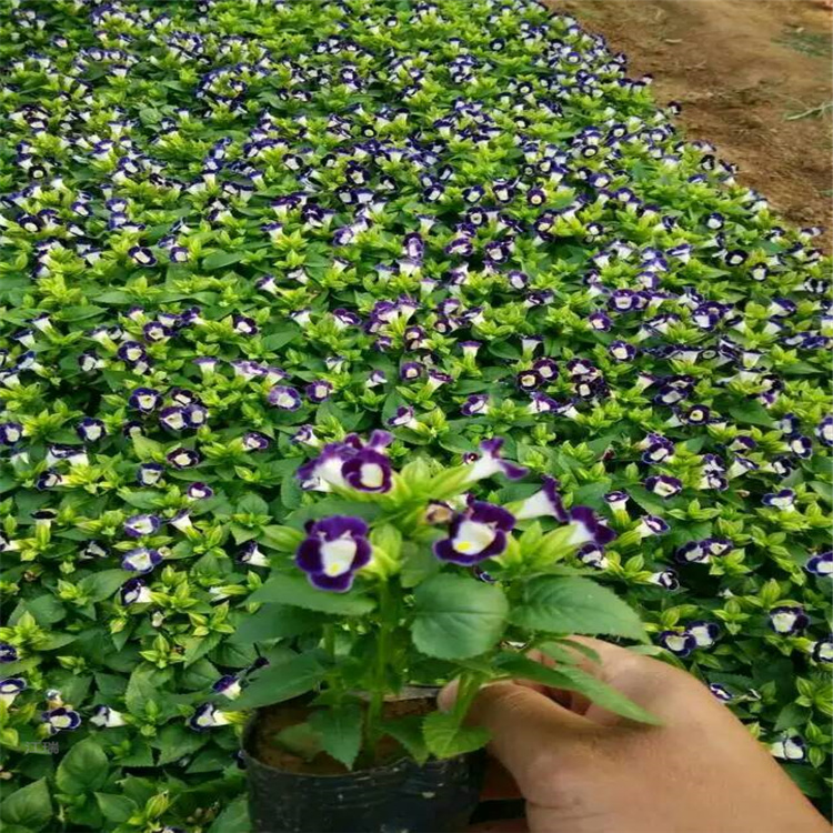 夏瑾公园花海花卉 夏堇可成片 可丛植 夏堇供应商现货 