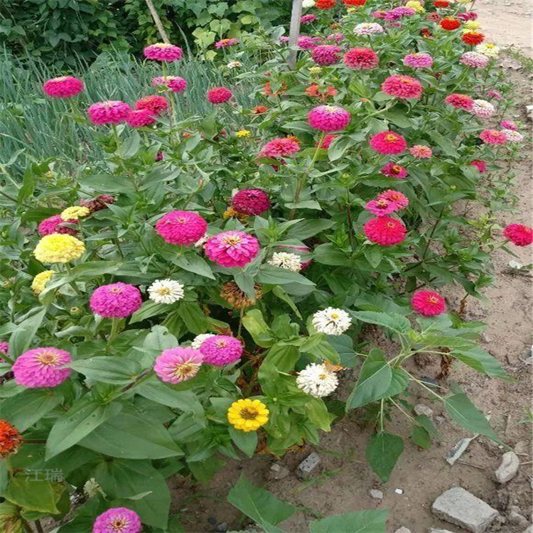 百日草移植苗 江瑞百日菊种子 百日草花期长 花色多 欢迎致电咨询