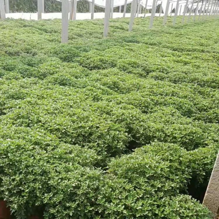 街道租摆用国庆菊盆栽批发  黄色国庆菊  夏秋季开花观赏效果好