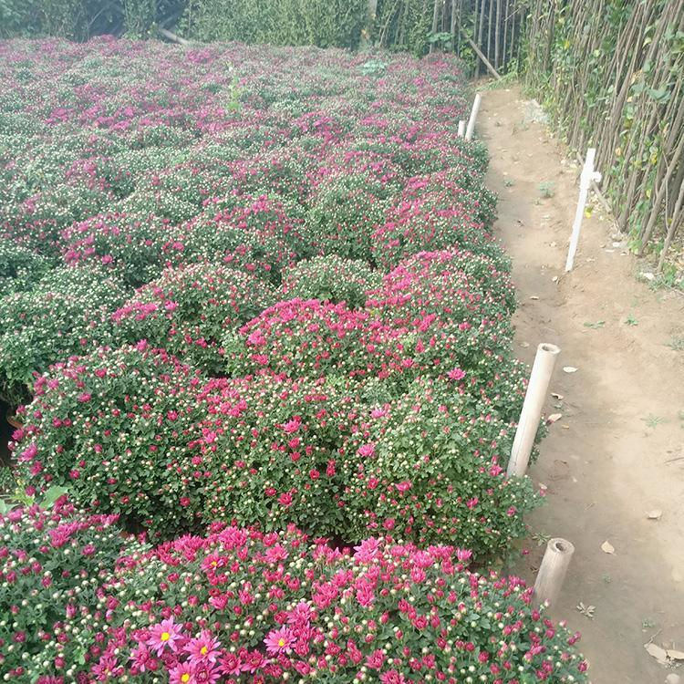 盆栽国庆菊基地  红色国庆菊  自然成型