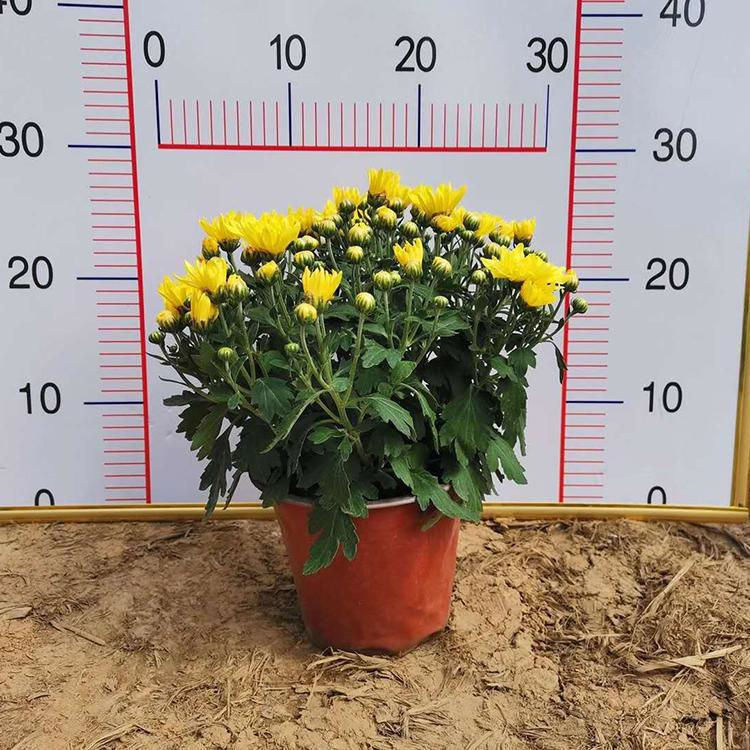 花色可选  黄色国庆菊  自然成型
