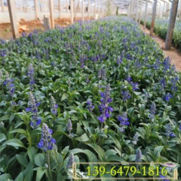 彩诺  池塘水边绿化用兰花鼠尾草  宿根鼠尾草价格