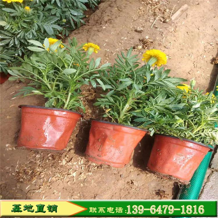 草花双色盆万寿菊  万寿菊种植基地  花坛点缀用苗