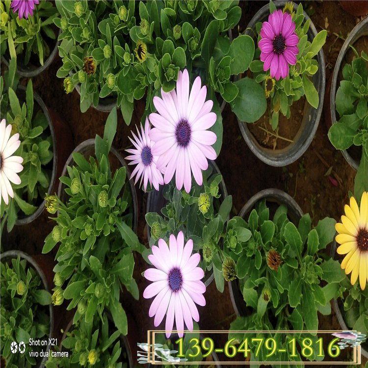 草花双色盆万寿菊  双色盆万寿菊批发  花色丰富花期长