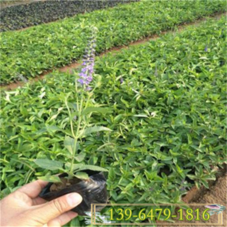 彩诺  池塘水边绿化用兰花鼠尾草  鼠尾草工程用苗