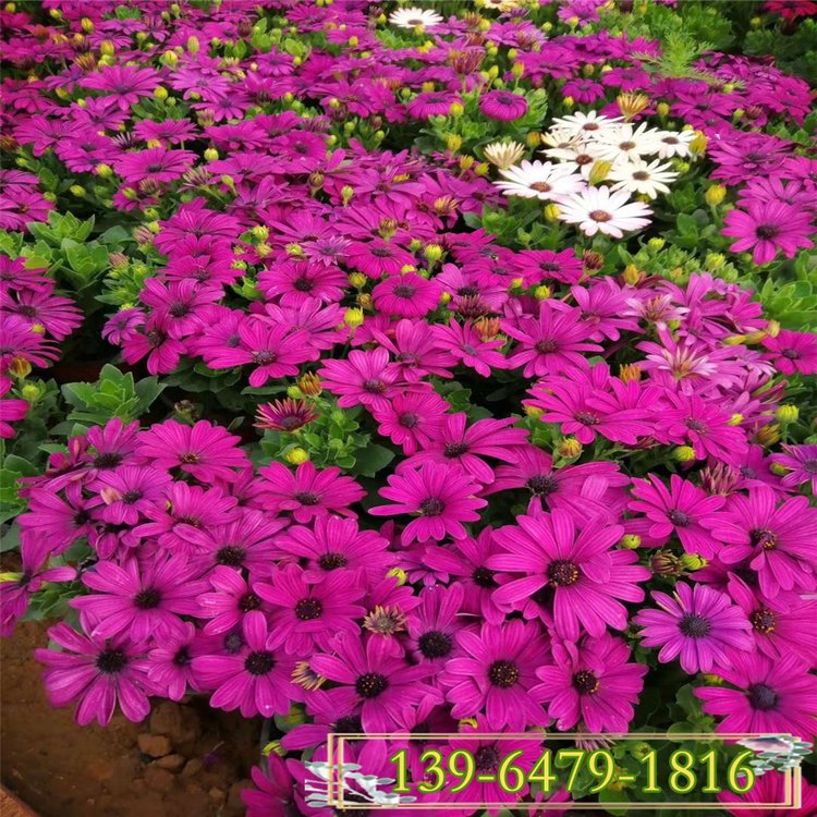 观赏盆栽万寿菊  万寿菊培育基地  室内观赏盆栽