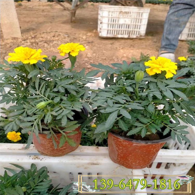 山东万寿菊批发基地  双色盆万寿菊批发  广场布置租摆用花