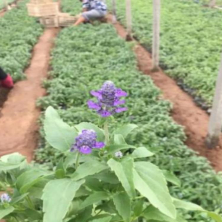 草丛栽种鼠尾草蓝紫色花海  鼠尾草基地报价 彩诺基地直发