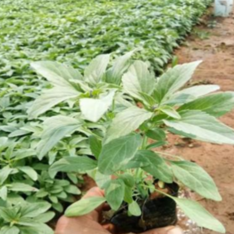 彩诺  文旅旅游景点花海打造  鼠尾草供应商