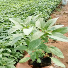 彩诺  文旅旅游景点花海打造  鼠尾草供应商