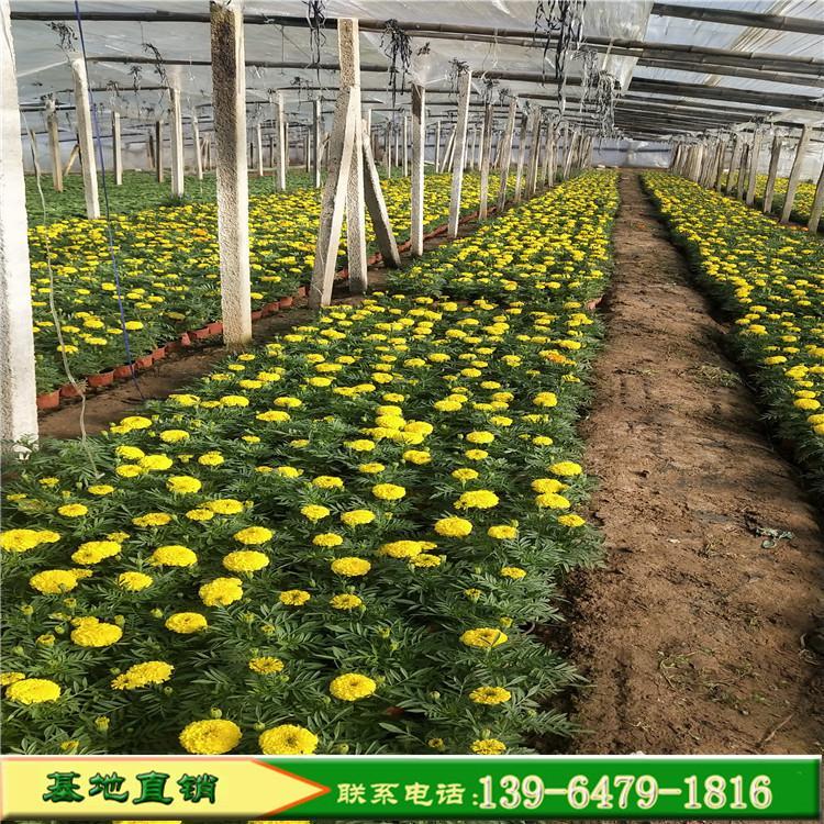 草花双色盆万寿菊  万寿菊培育基地  适应能力好养护简单
