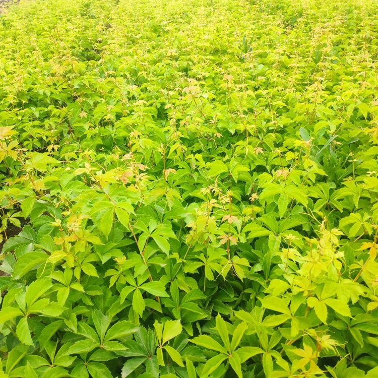 盆栽爬山虎批发 爬山虎小苗出售  爬山虎种植基地 夏杰花卉