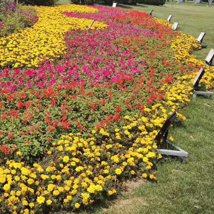 道路草花组摆  组摆造型设计施工养护  夏杰花卉