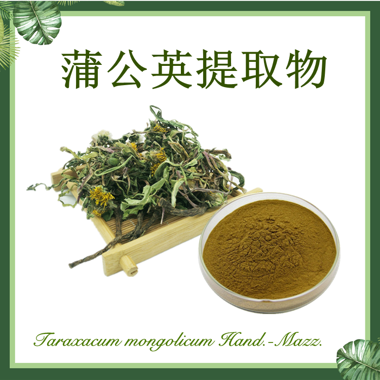 蒲公英提取物10:1【SC厂家】含黄酮&多糖