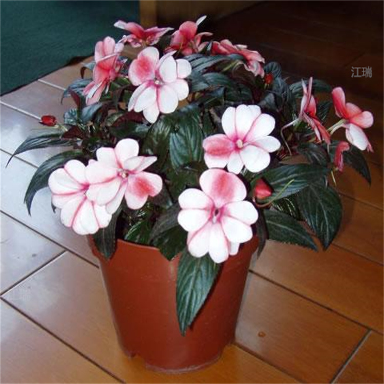 青州非洲凤仙花农直销 非洲凤仙花花海工程花卉 江瑞园艺