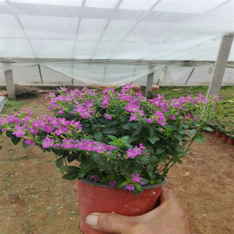 青州满天星花繁育基地 绿化满天星花姿优美 花期长 欢迎选购