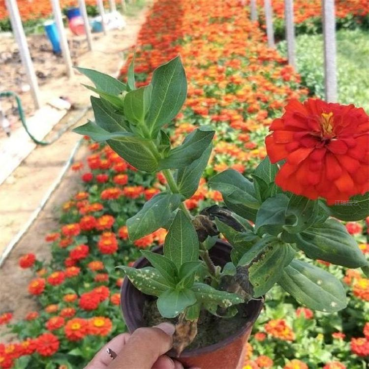 山东节日草花供应基地 节日草花原产地 节日草花品种齐全 欢迎致电咨询