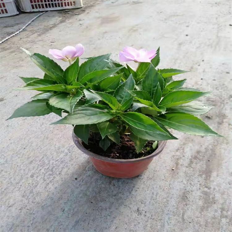 超级凤仙种植基地 青州超级凤仙质优价廉 超级凤仙花色种类繁多