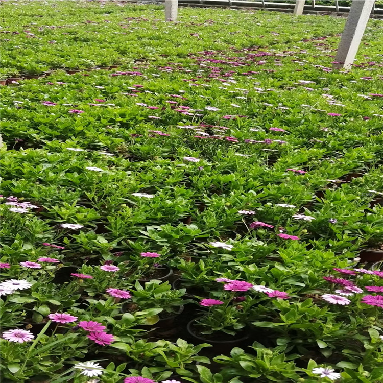 青州南非万寿菊产地 南非万寿菊花海 南非万寿菊繁育基地 江瑞