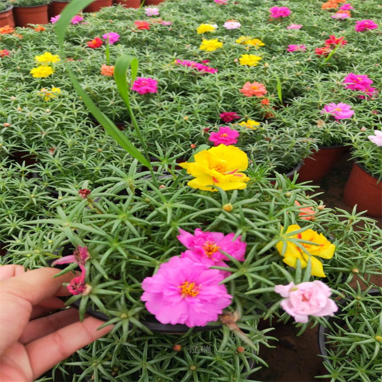 青州重瓣太阳花植株较矮 大花马齿苋自然成型 质优价廉上车价