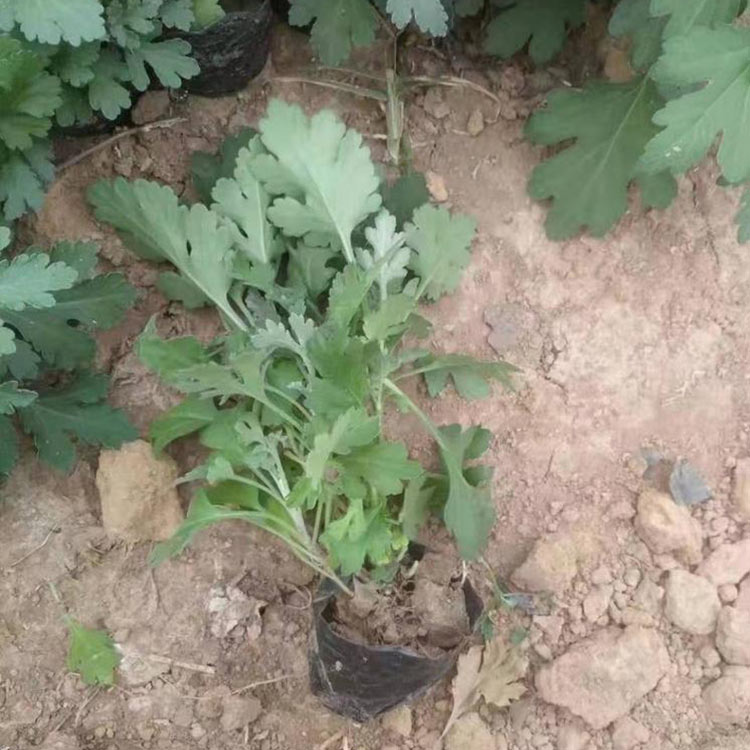 球形造型地被菊  出售地被菊  多色系草花，观赏性好