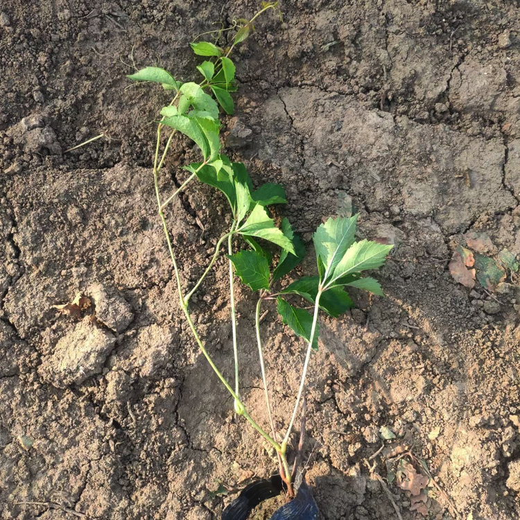 三叶地锦小苗出售 盆栽三叶地锦基地批发 三叶地锦种植厂家  夏杰花卉