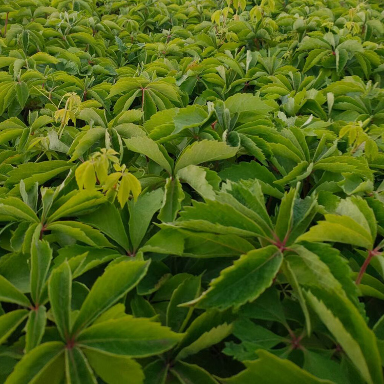 绿化用三叶地锦  爬坡三叶地锦种子 三叶地锦小苗出售 