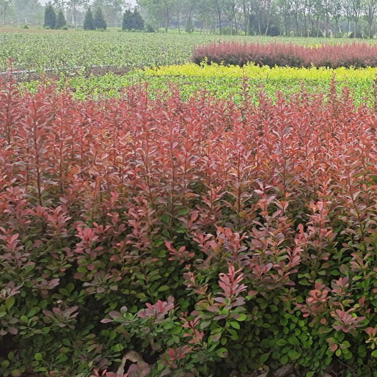基地供应红叶小檗 绿化色块植物红叶小檗 红叶小檗价格 