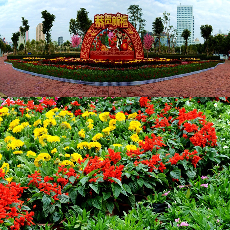 广场组摆花卉 花坛花卉 十一道路绿化草花 夏杰花卉基地供应
