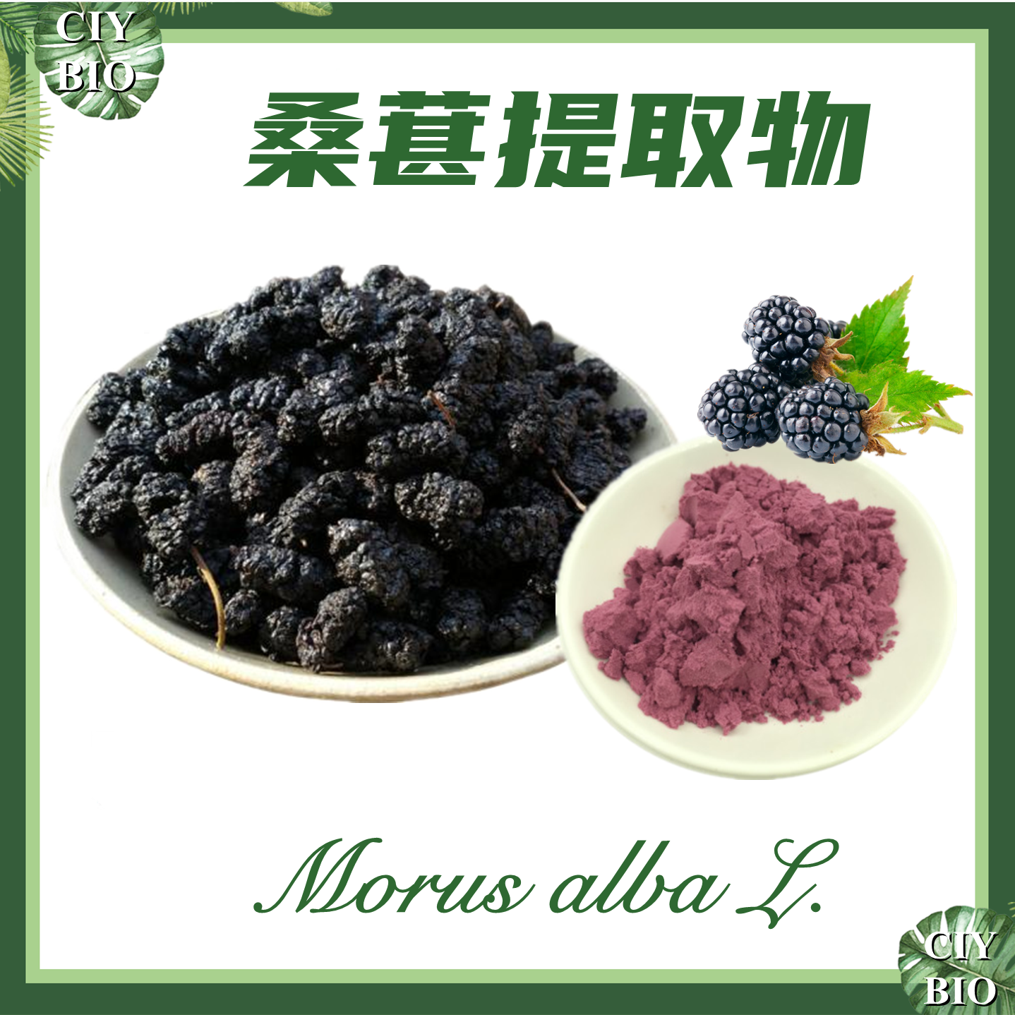 桑葚提取物 10:1 桑椹提取物 【SC厂家】桑果提取物