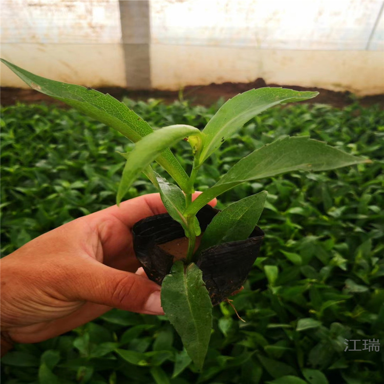 青州荷兰菊原产地 荷兰菊营养杯苗成活高 荷兰菊种子繁育基地 江瑞