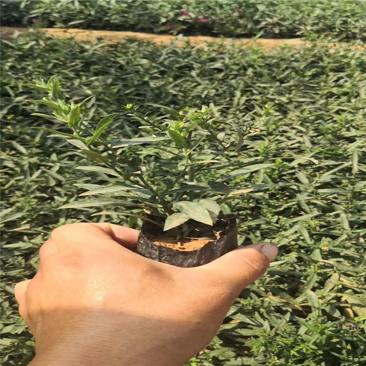 山东荷兰菊花海花卉系列 荷兰菊一手货源 无中间商 欢迎选购