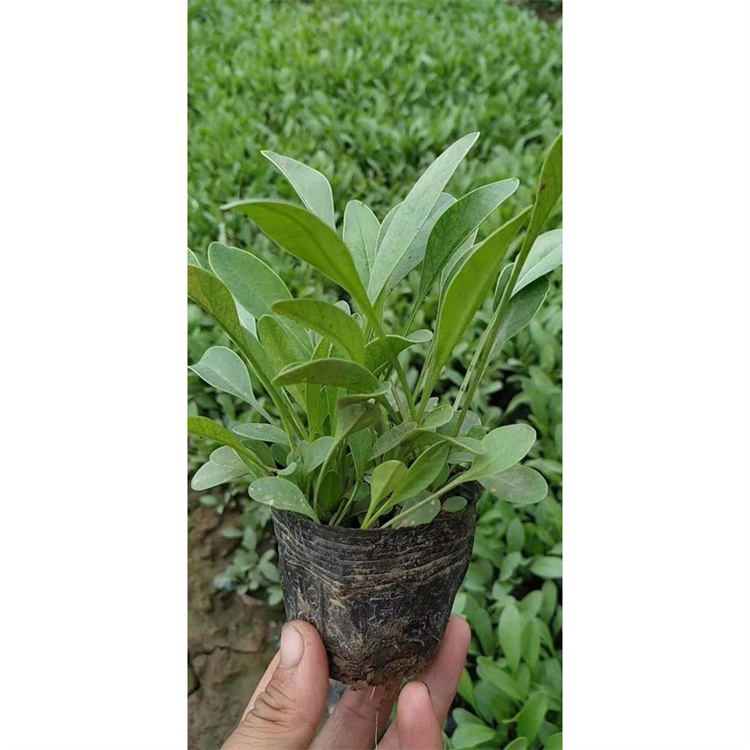 山东金鸡菊花海系列花卉 重瓣大花金鸡菊杯苗成活高 花姿优美 欢迎致电咨询
