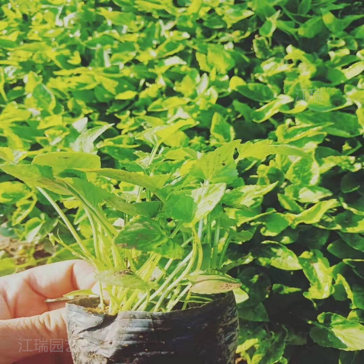 山东紫花地丁种子培育 紫花地丁植株较矮 成活高 欢迎咨询