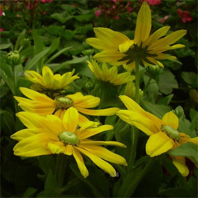 山东金光菊植株粗壮 金光菊繁育基地 一手货源 无中介 江瑞花卉