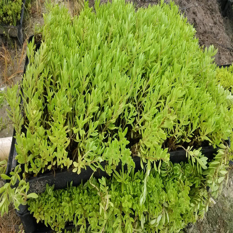 青州佛甲草成品苗供应 金叶佛甲草屋顶绿化 绿叶佛甲草绿雕植物 江瑞