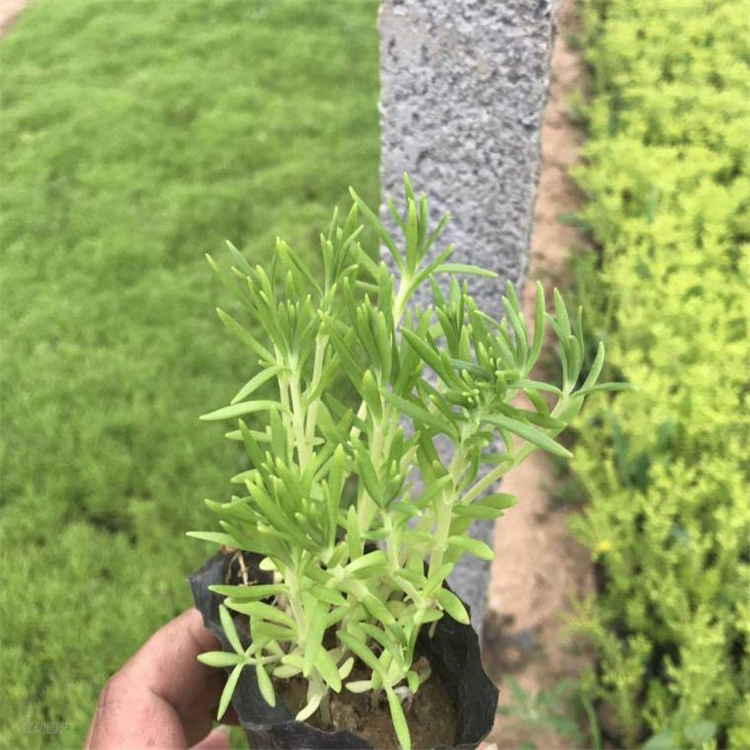 江瑞耐热植物佛甲草基地 金叶佛甲草广泛运用 隔热美化绿叶佛甲草