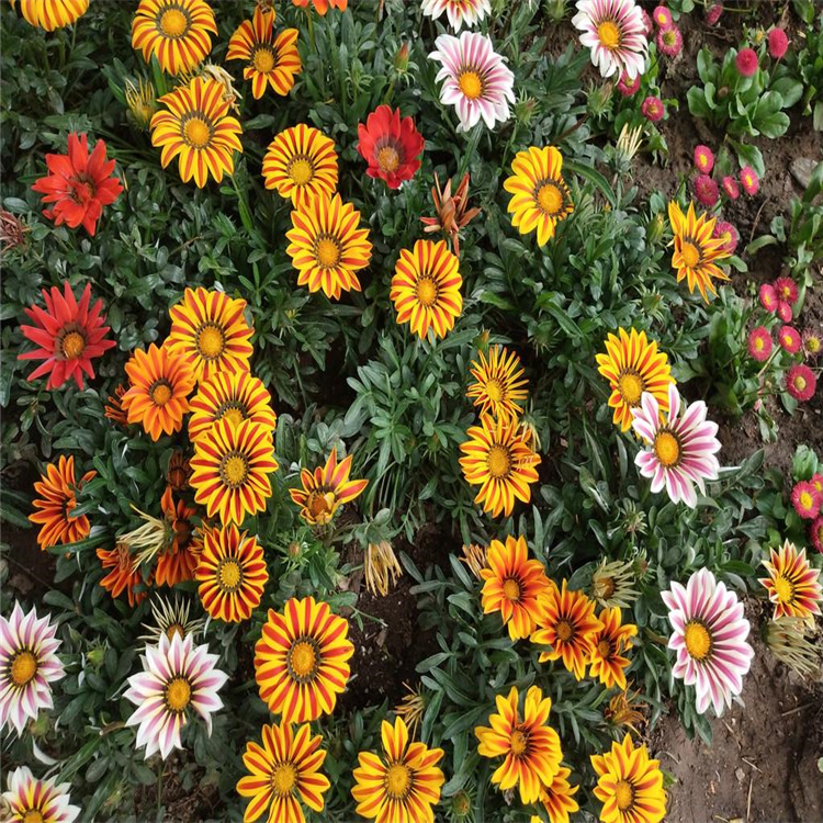 山东勋章菊原产地 勋章菊道路两旁种植 花色种类繁多 江瑞园艺